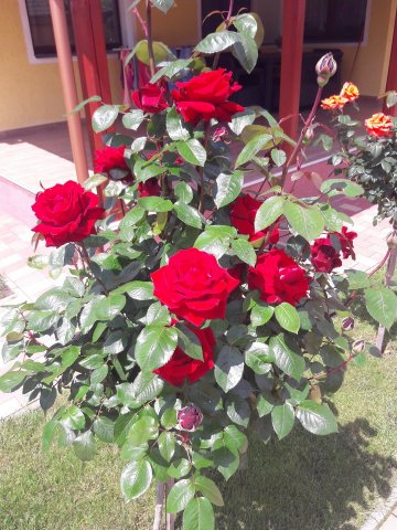 Steigerwald-Szabó Zsuzsanna és Steigerwald Roland kertje 01